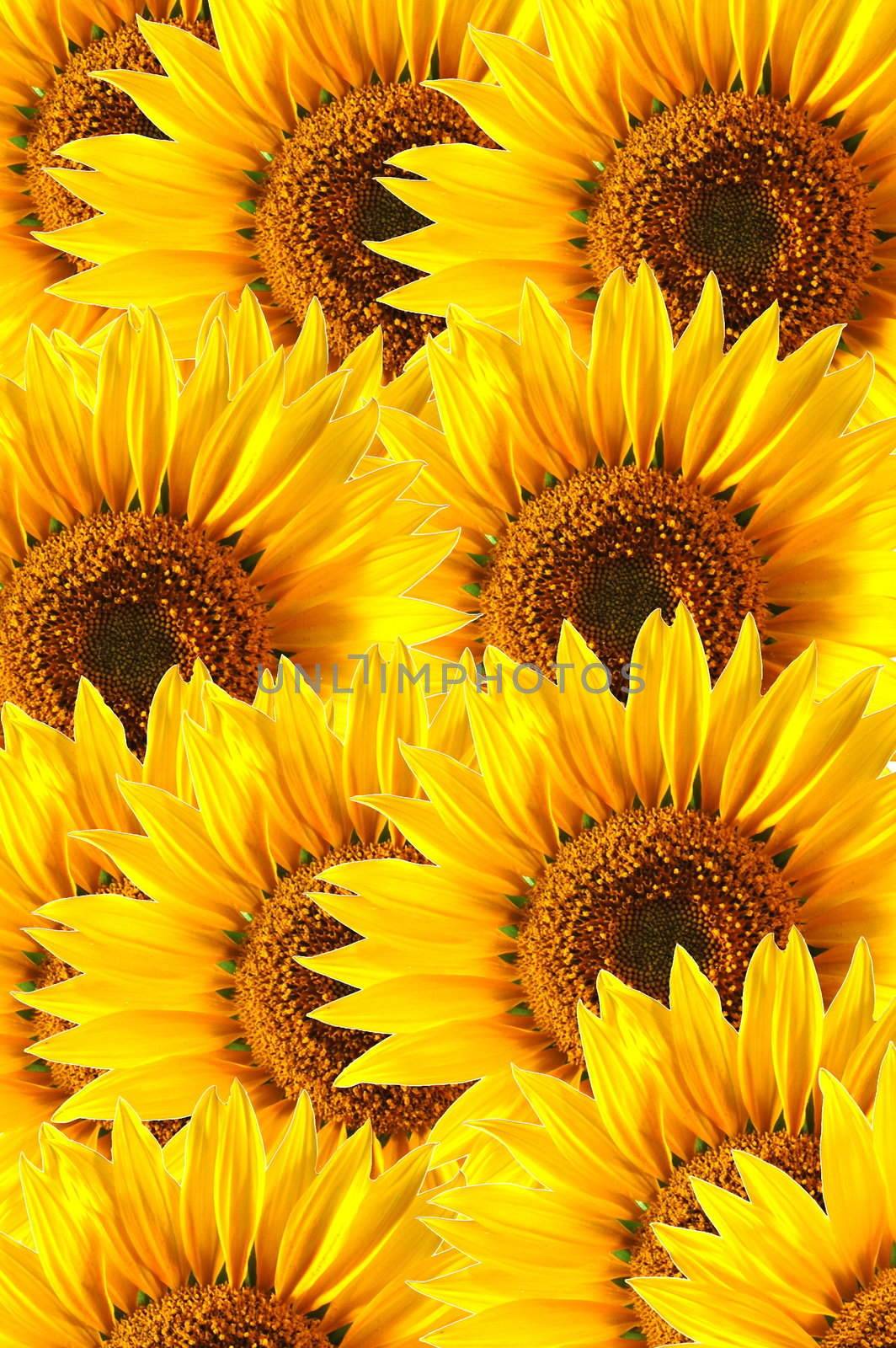 sunflower background by gunnar3000