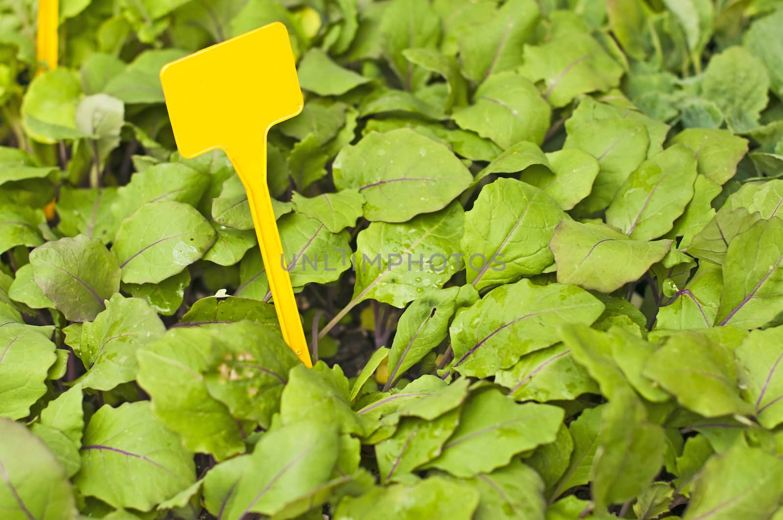 seedling of stem cabbage