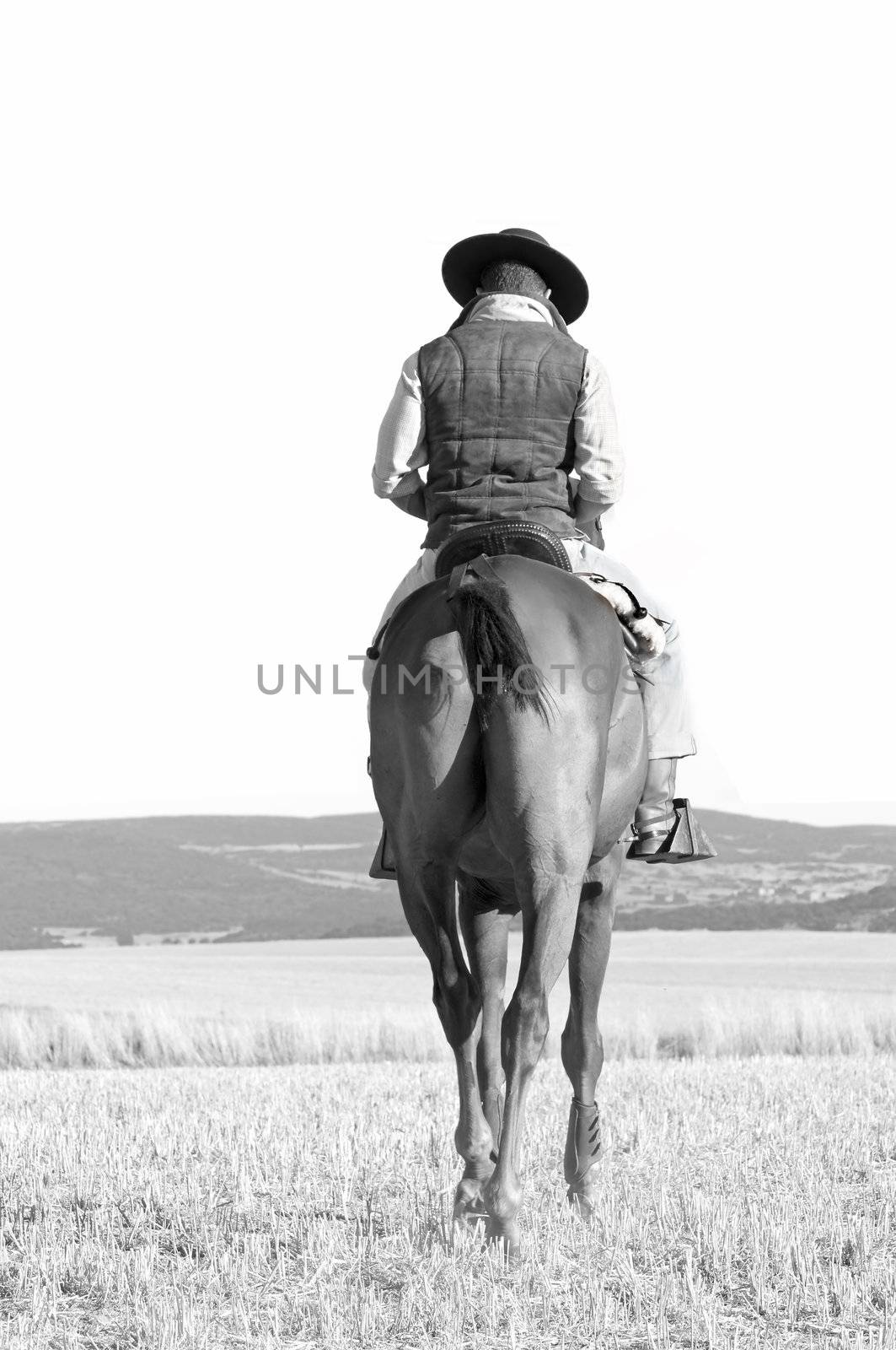 practicing with his horse rider dressage in nature
