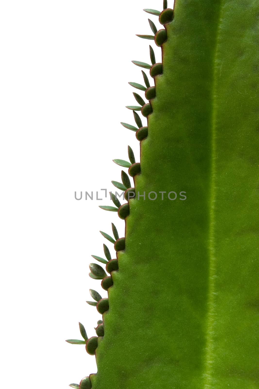 Green succulent leaf of medical plant kalanchoe