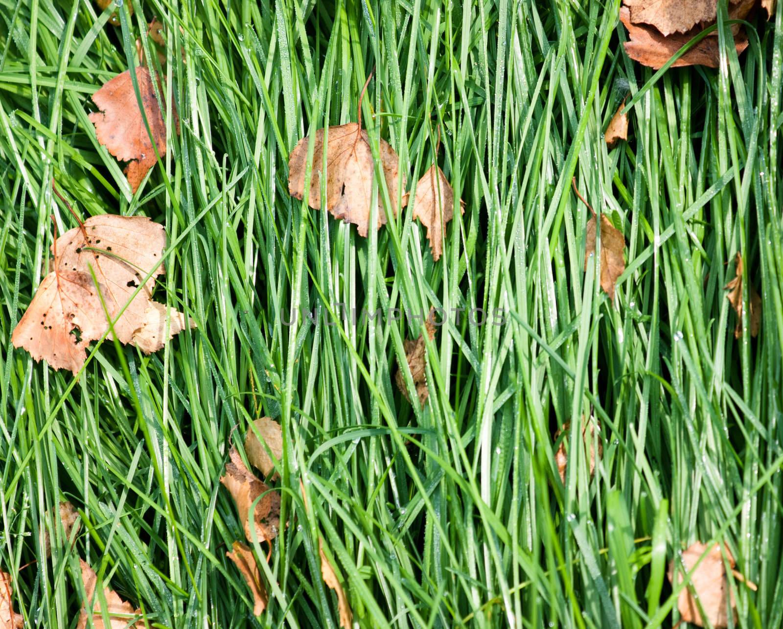 Laid grass by AGorohov