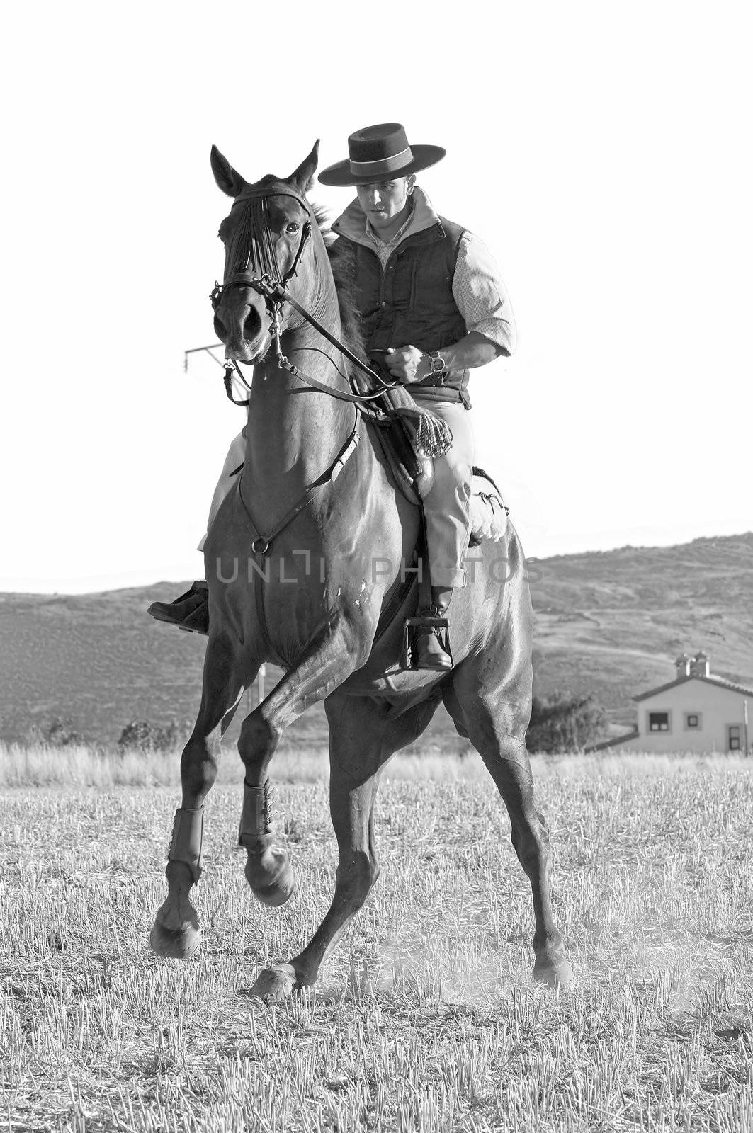 practicing with his horse rider dressage in nature
