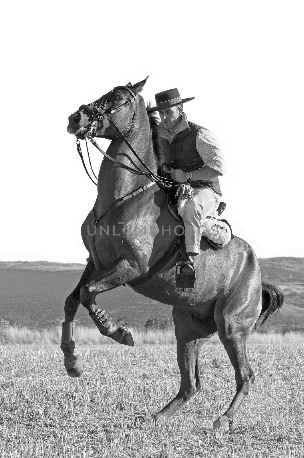 practicing with his horse rider dressage in nature
