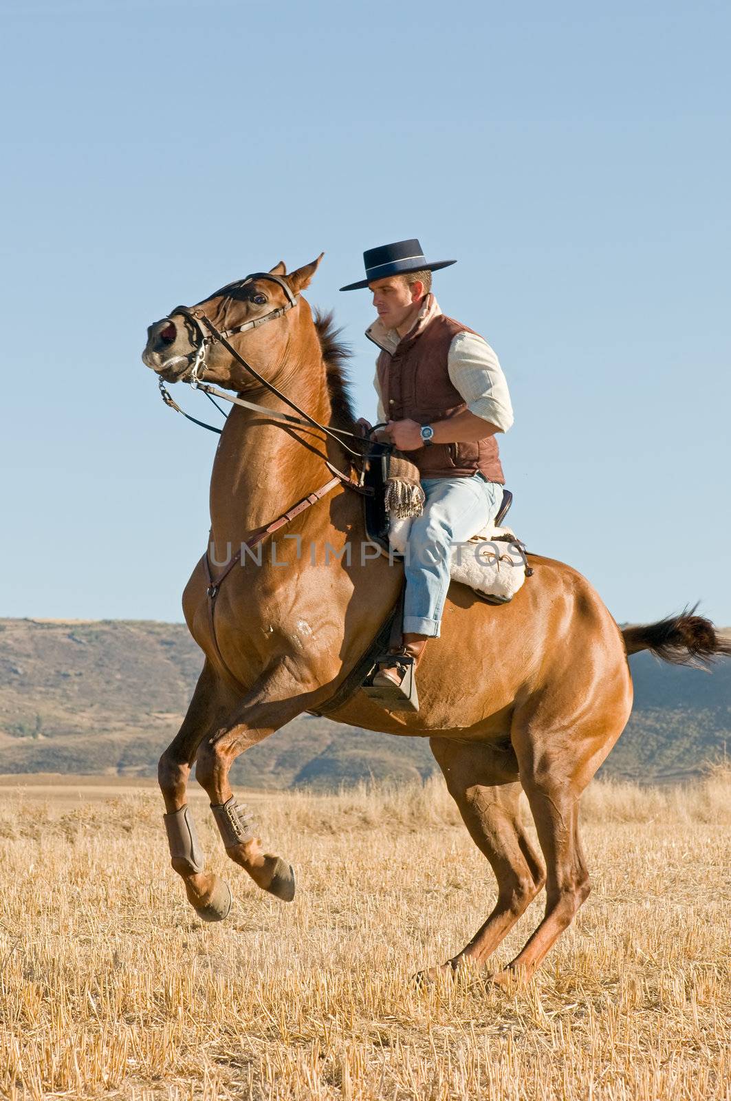 practicing with his horse rider dressage in nature
