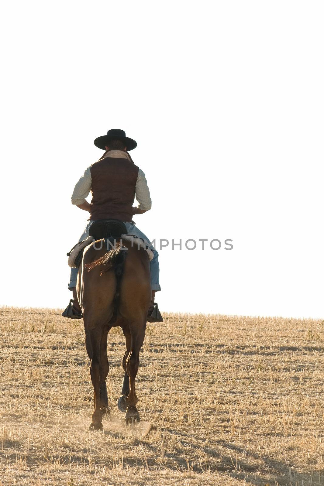 practicing with his horse rider dressage in nature
