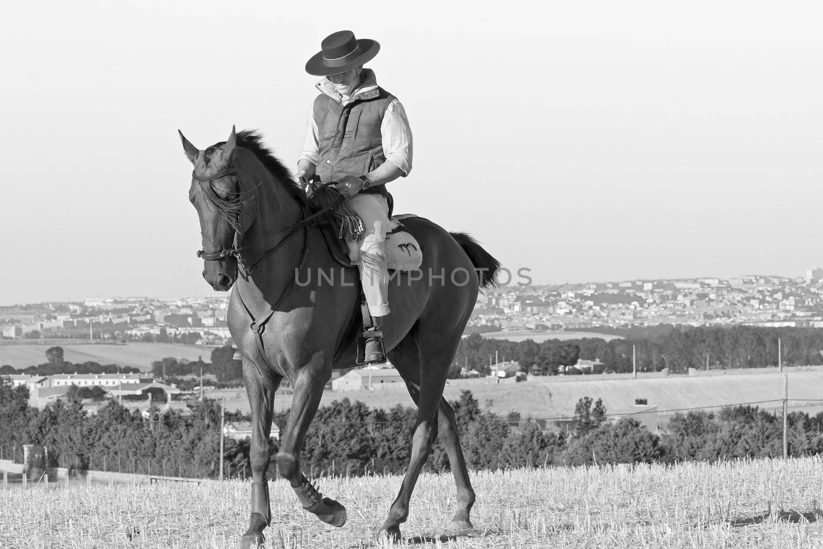 practicing with his horse rider dressage in nature
