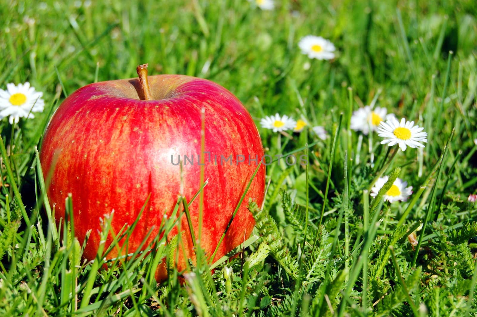 red apple fruit in summer on green grass with flowers