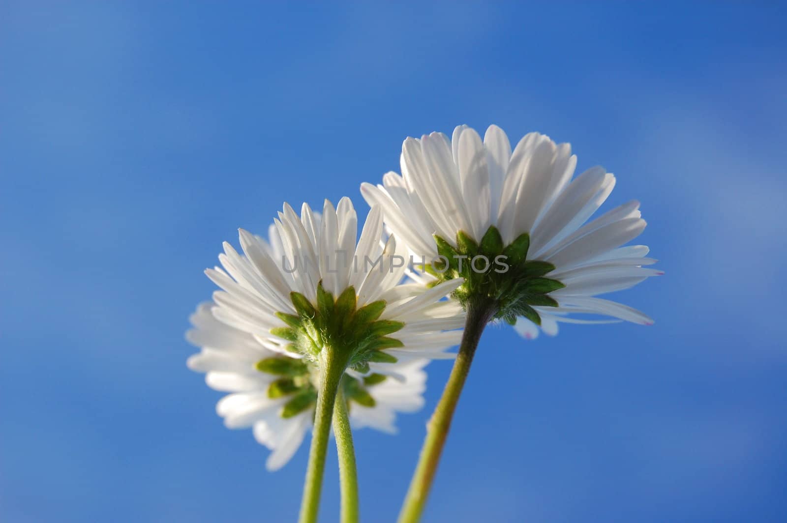 daisy from below under blue sky in summer