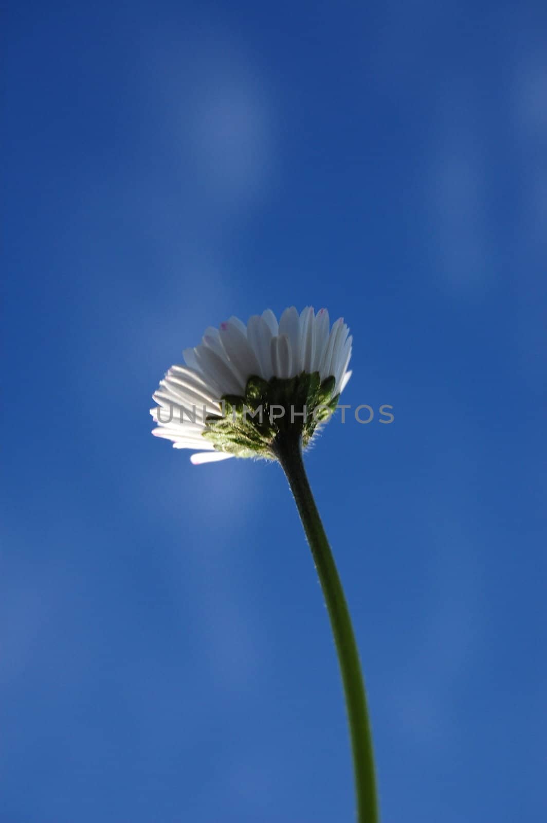 daisy from below under blue sky in summer