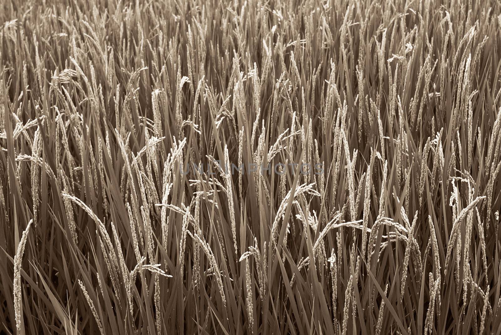 Beautiful farm of rice which are grown to harvested.