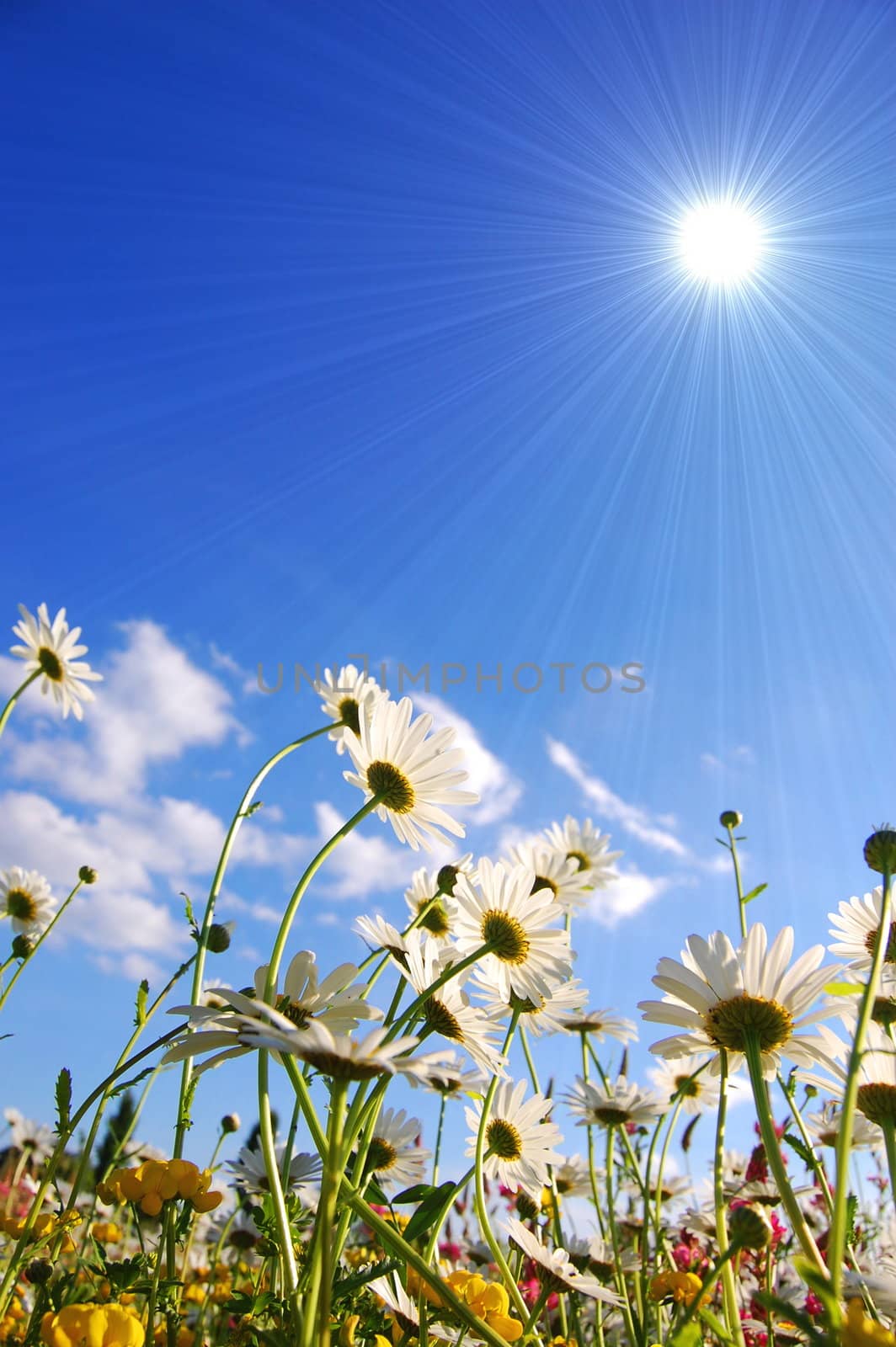 flowers on meadow in summer from below and blue sky