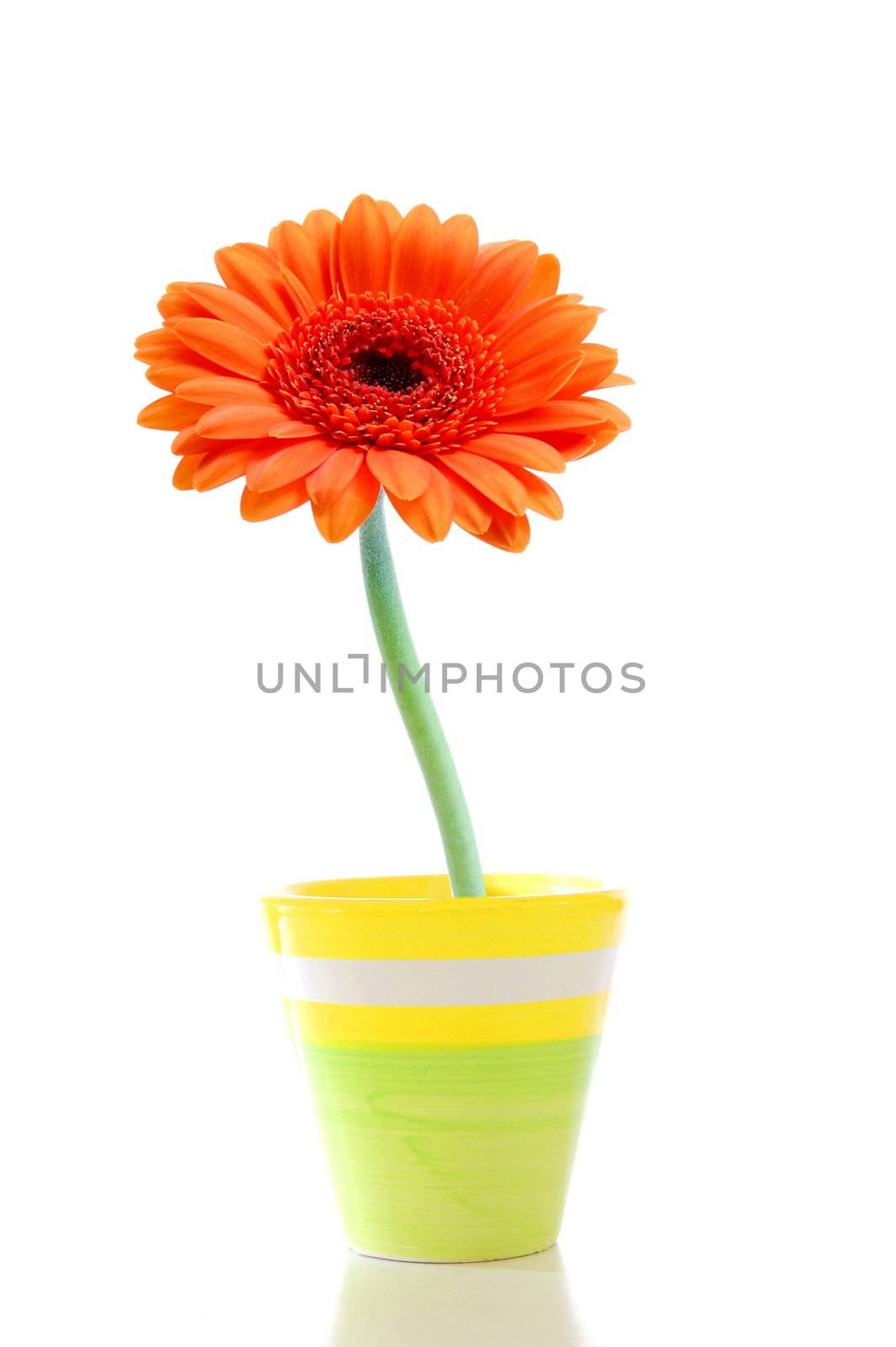 flower in pot by gunnar3000