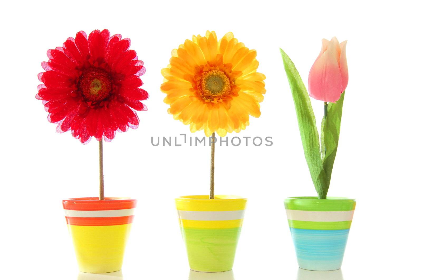 happy spring flowers isolated on white background