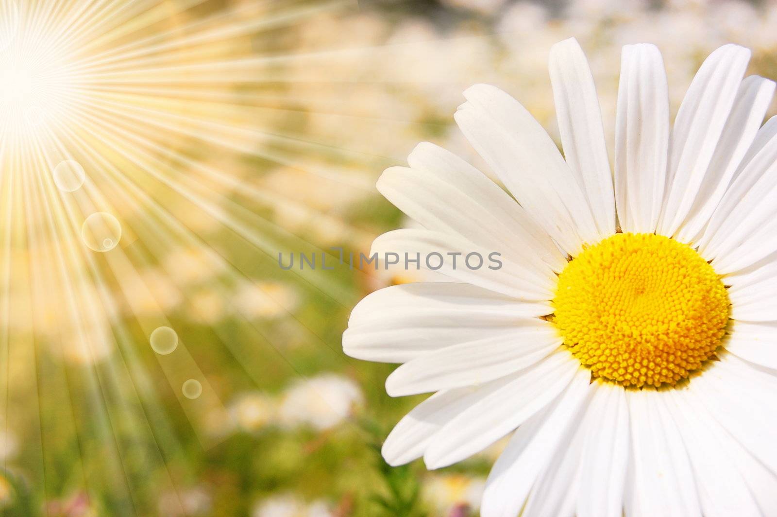 flower and sun in summer on a field