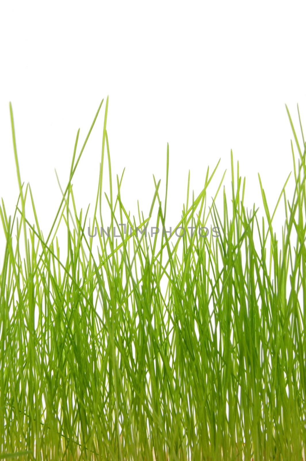 green summer grass isolated on white background