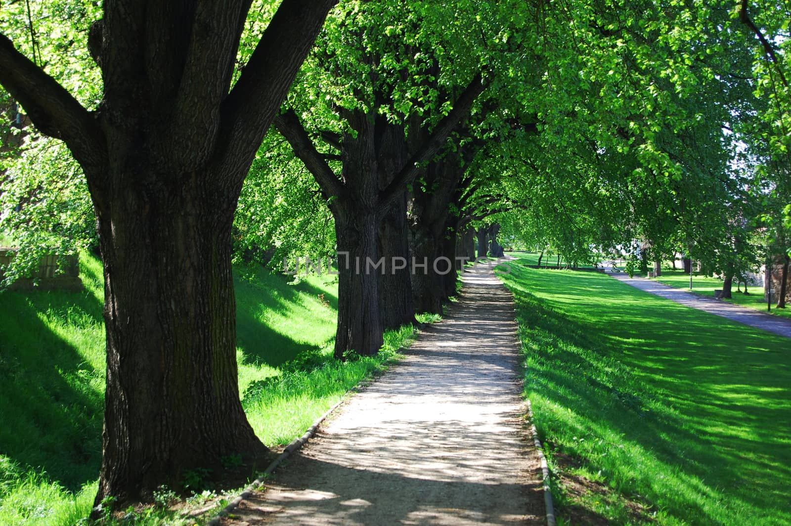 alley with green summer trees in the park on a sunny day