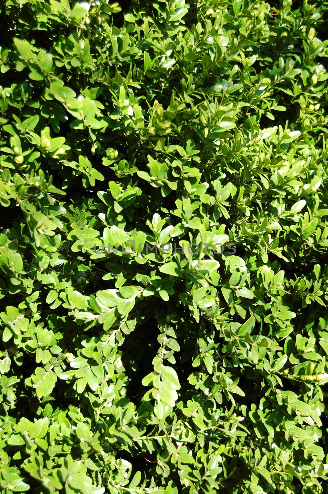 green plant texture or pattern can be used as background