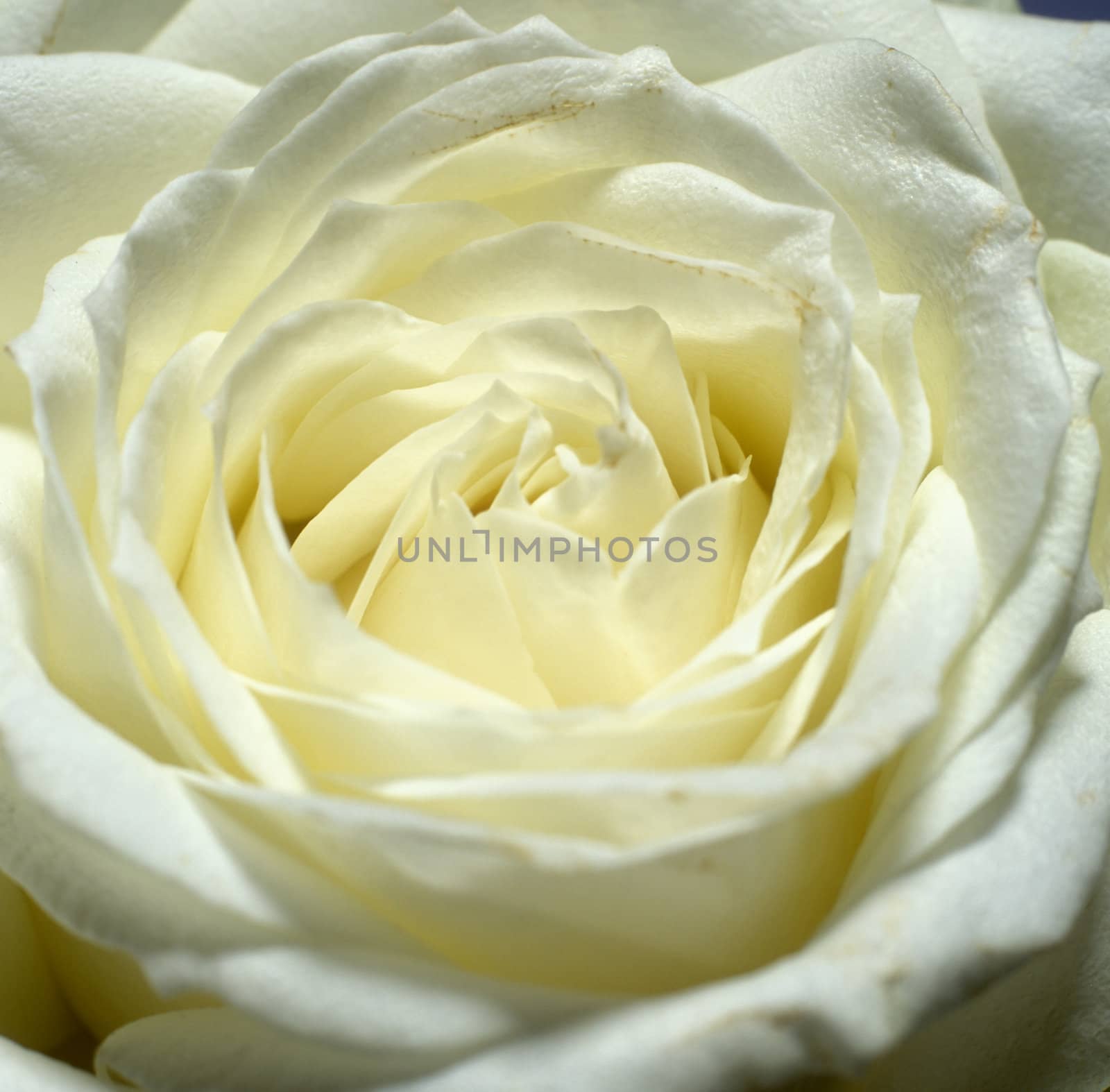 white rose