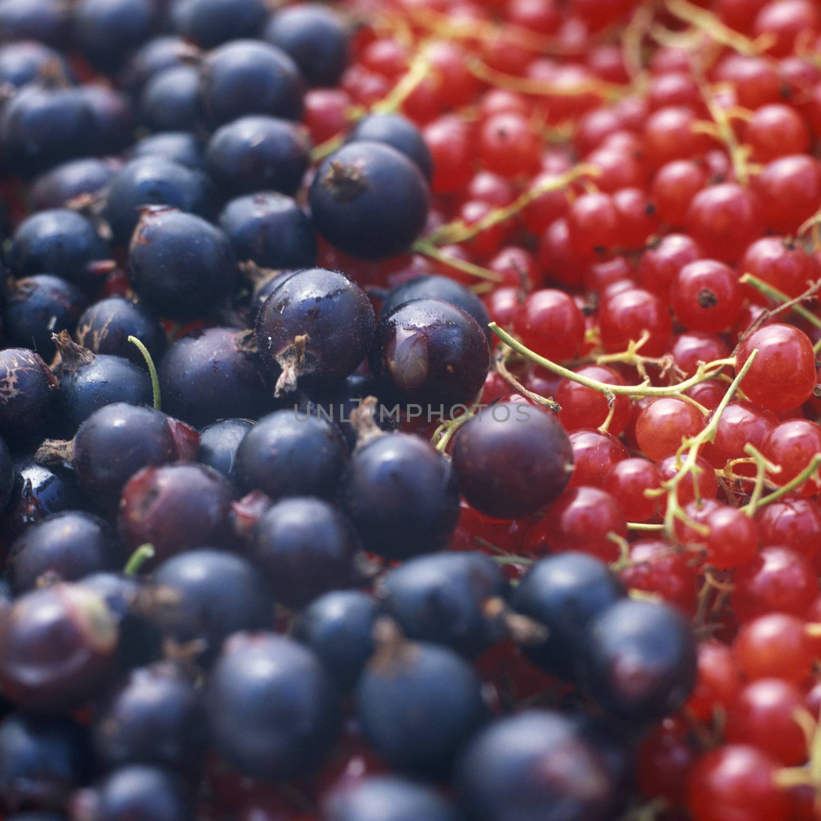 currant