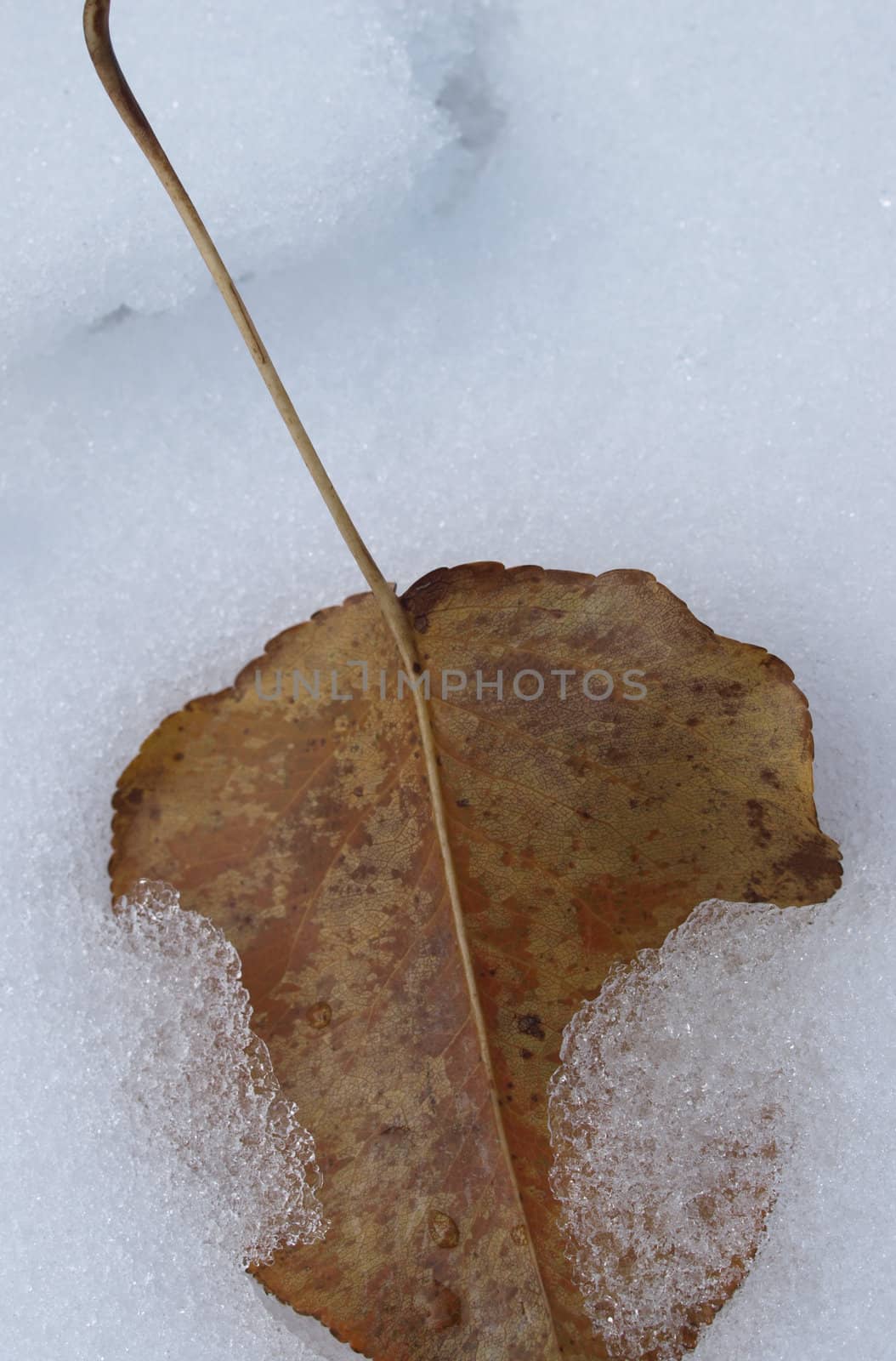 A leaf in the snow shown up close
