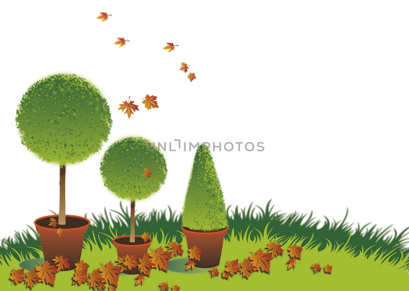 A landscape format image of three potted topiary bushes set on a green grassed background with autumn leaves. Room for additional copy.