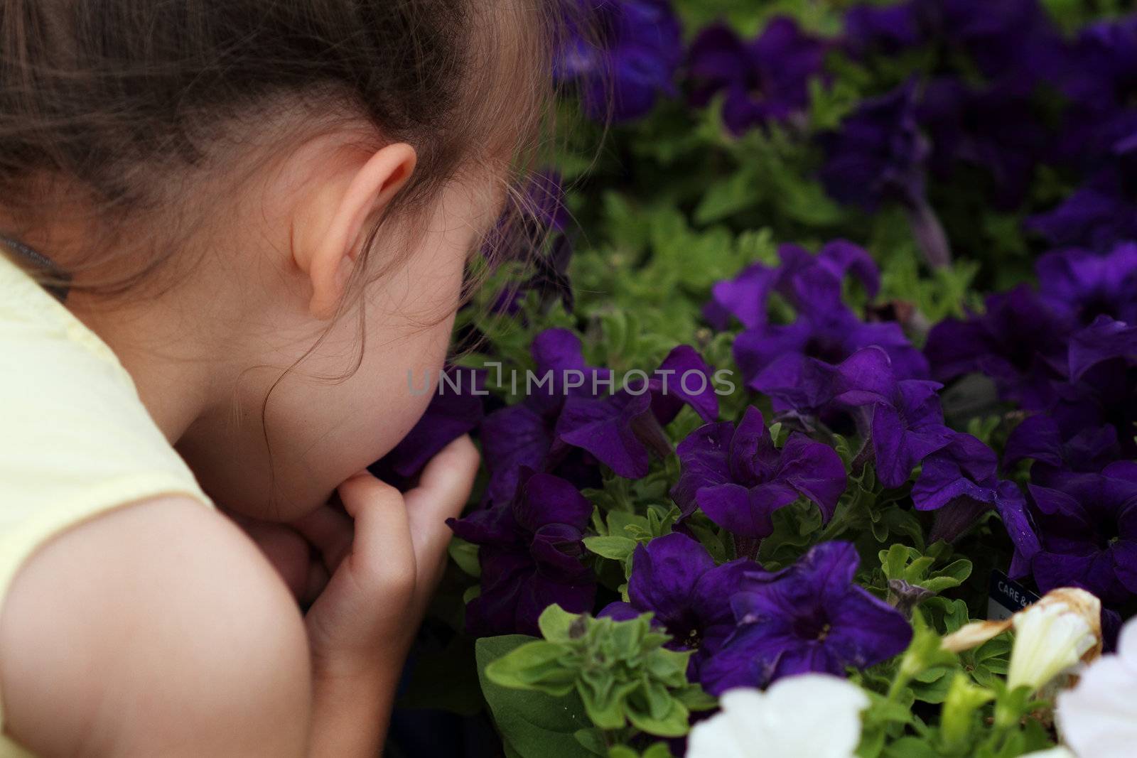 Little girl smelling beautiful purple petunias. Shallow depth of field.