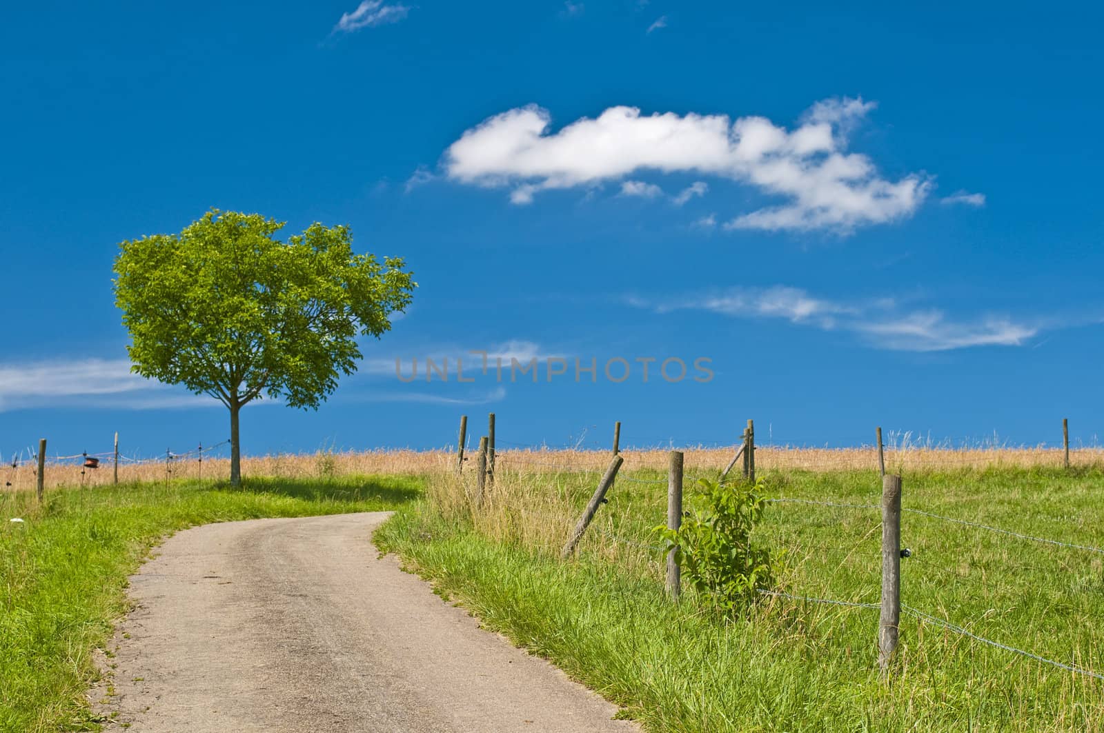 tree in summertime by Jochen