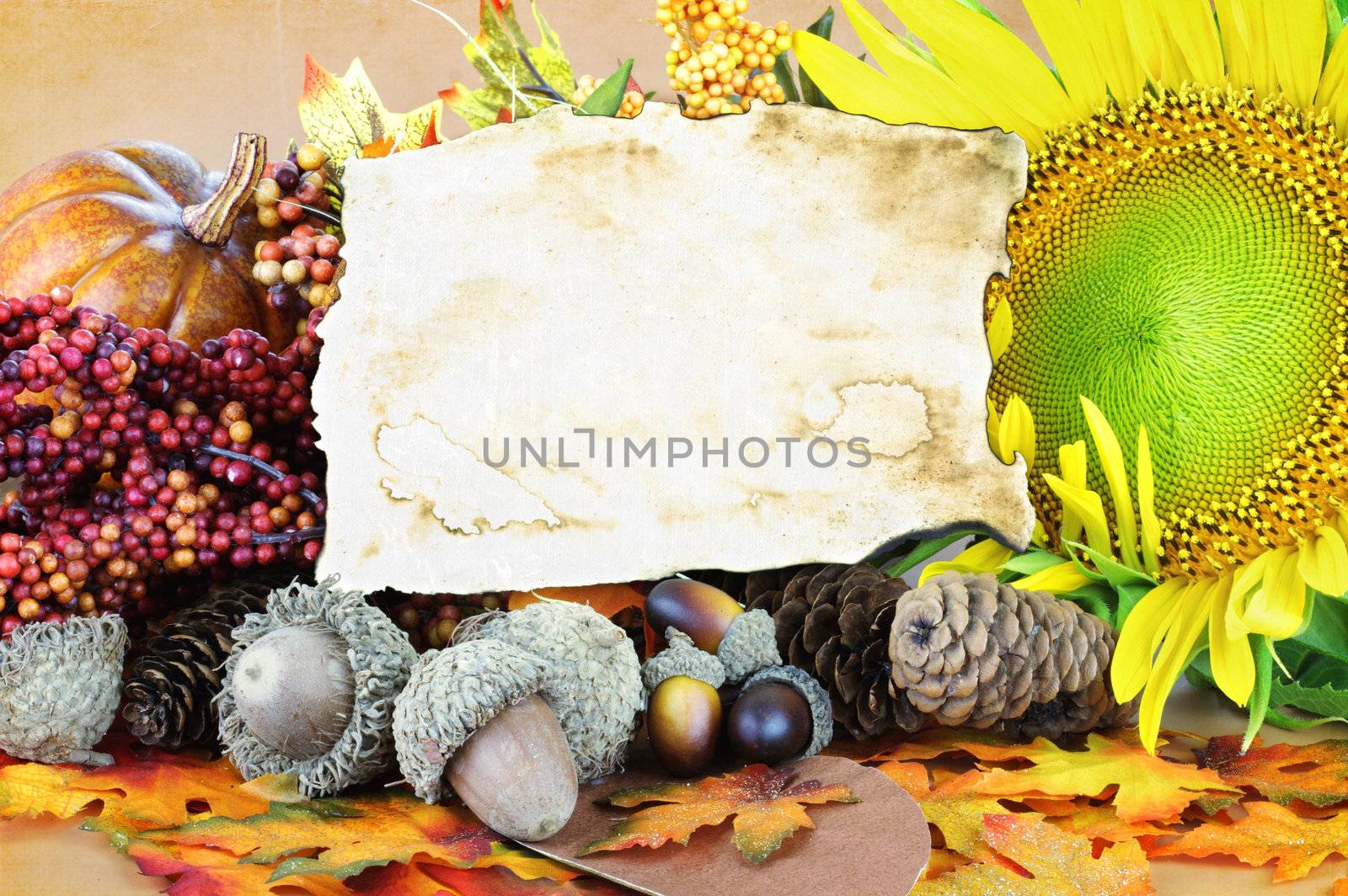 Autumn Display by StephanieFrey
