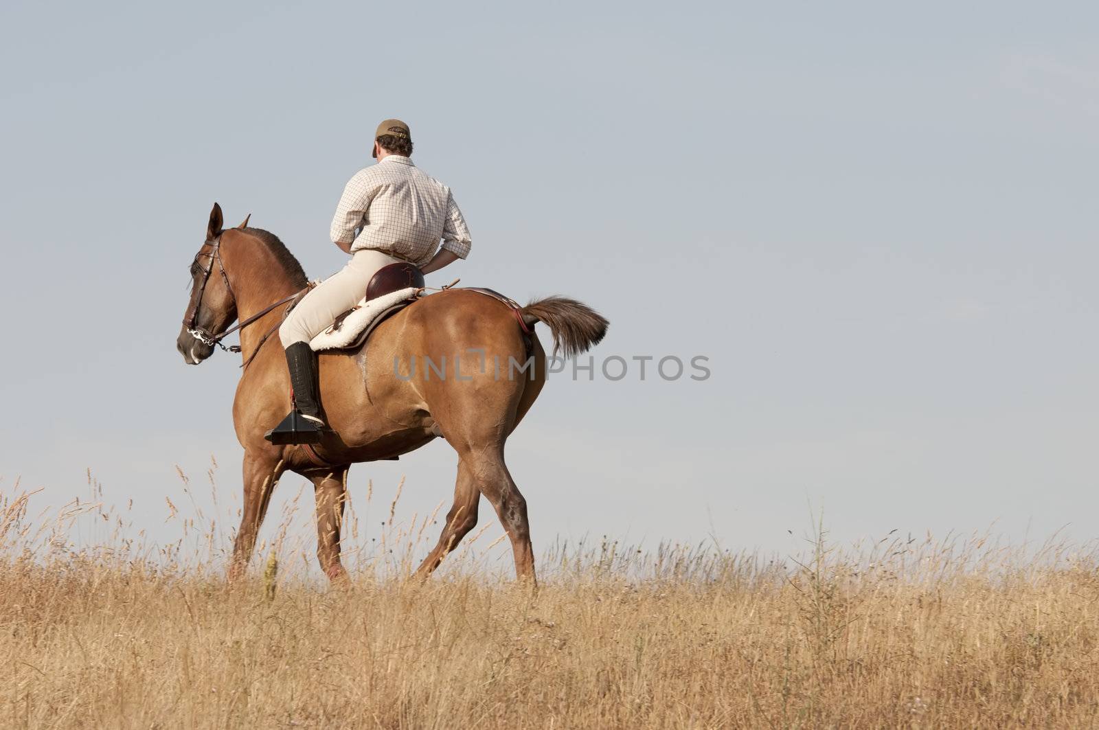 practicing with his horse rider dressage in nature
