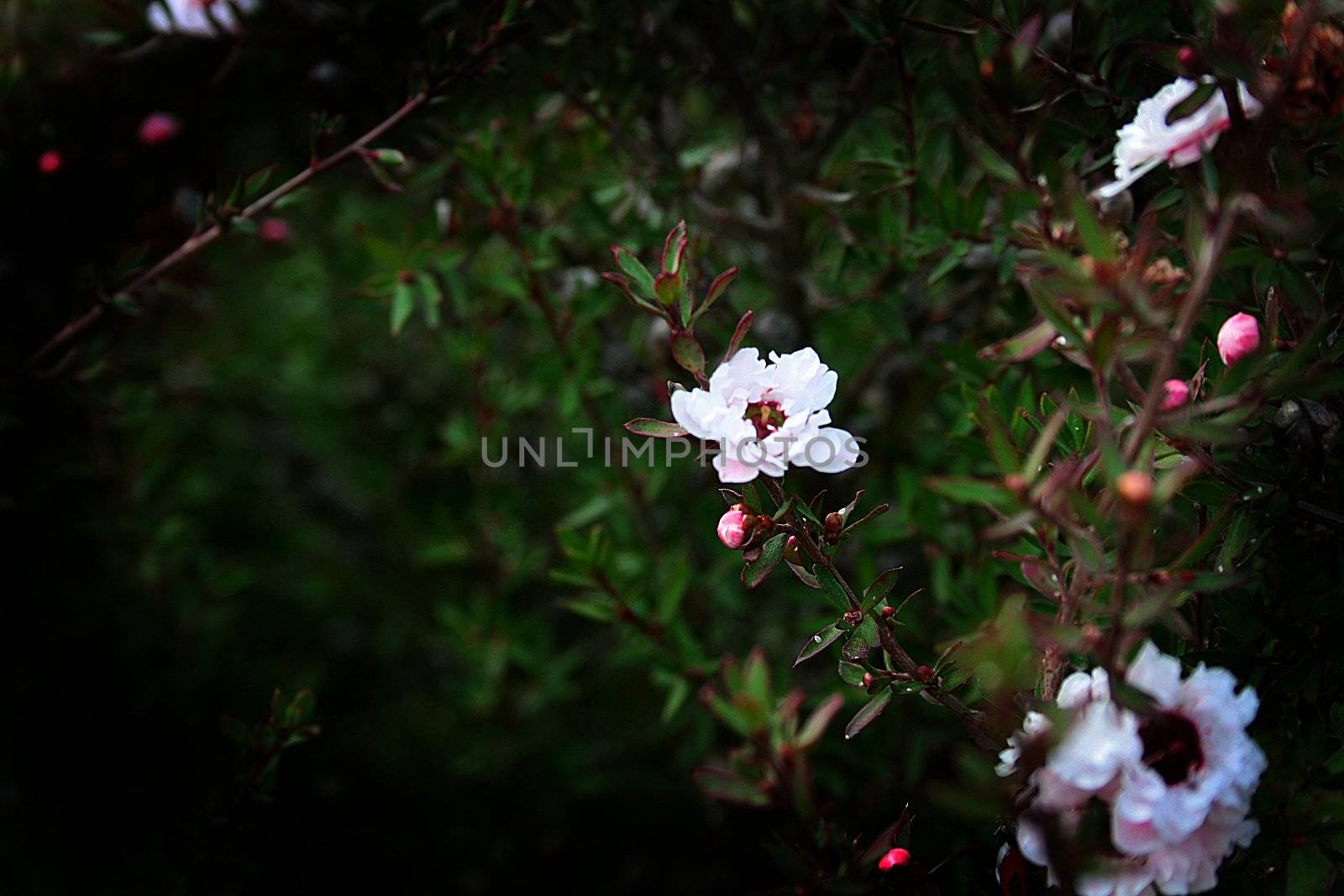 Flowers dismissed on bushes which form a green hedge.