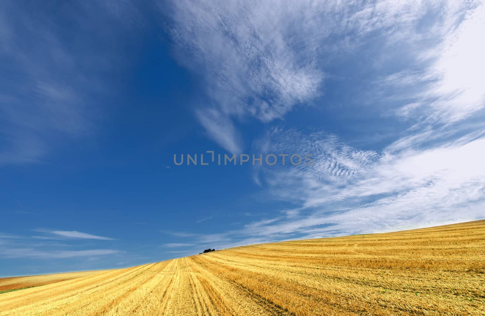 harvested field and blue sky