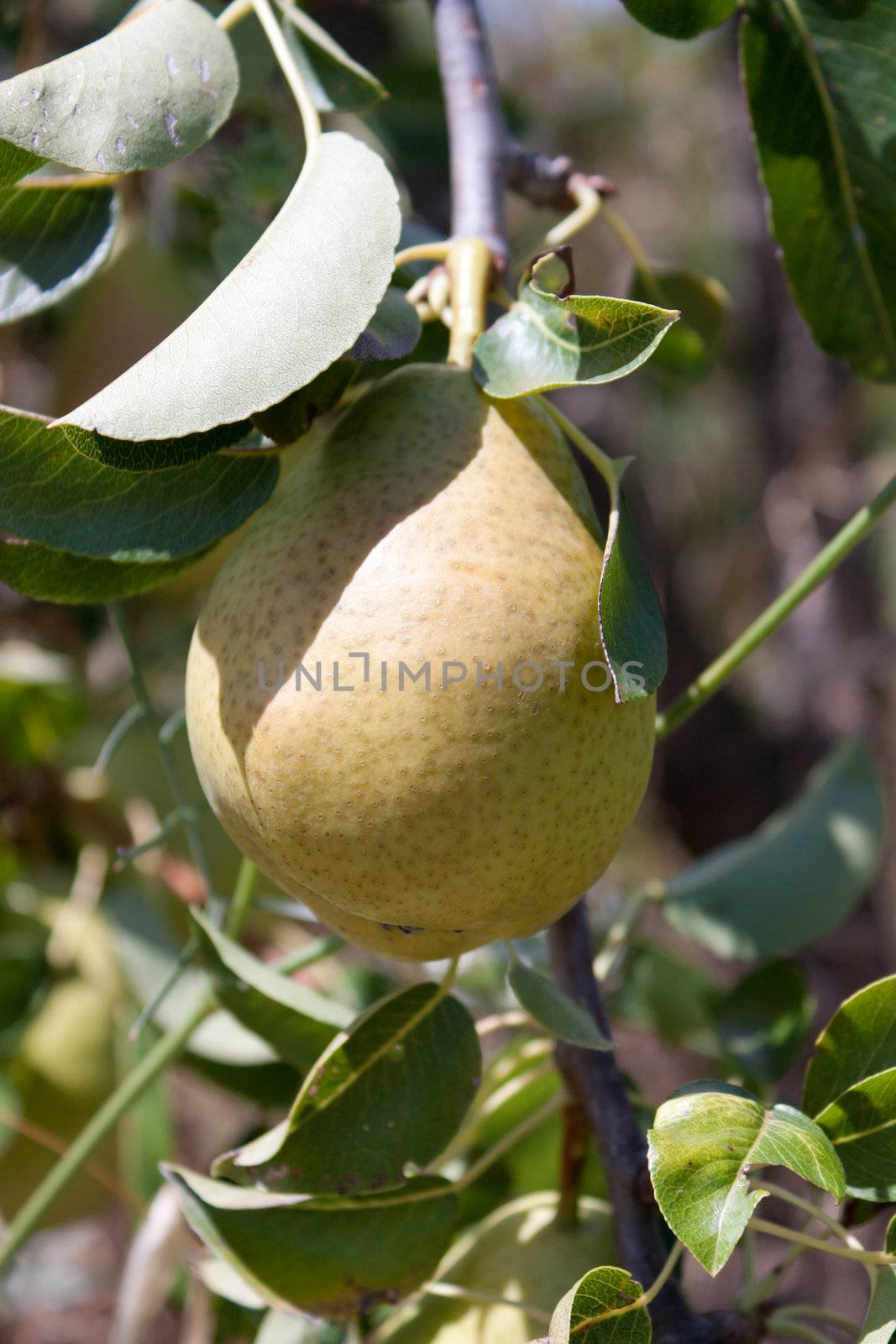 Tasty pears on the tree, close-up view