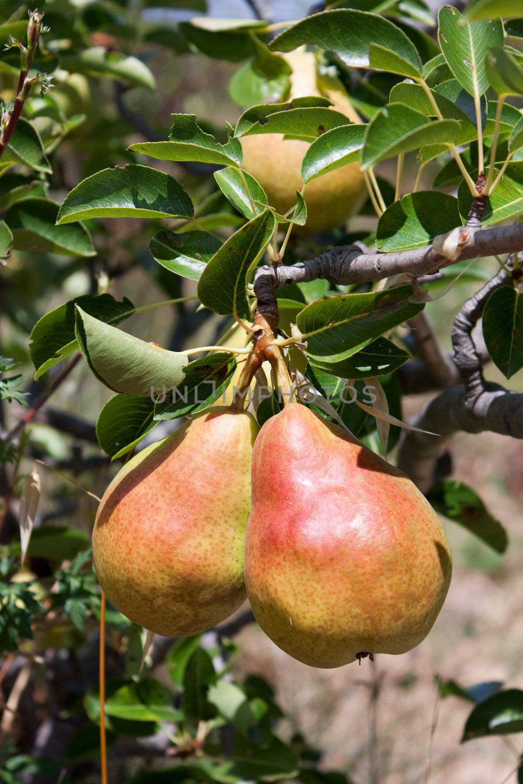 Tasty pears on the tree, close-up view