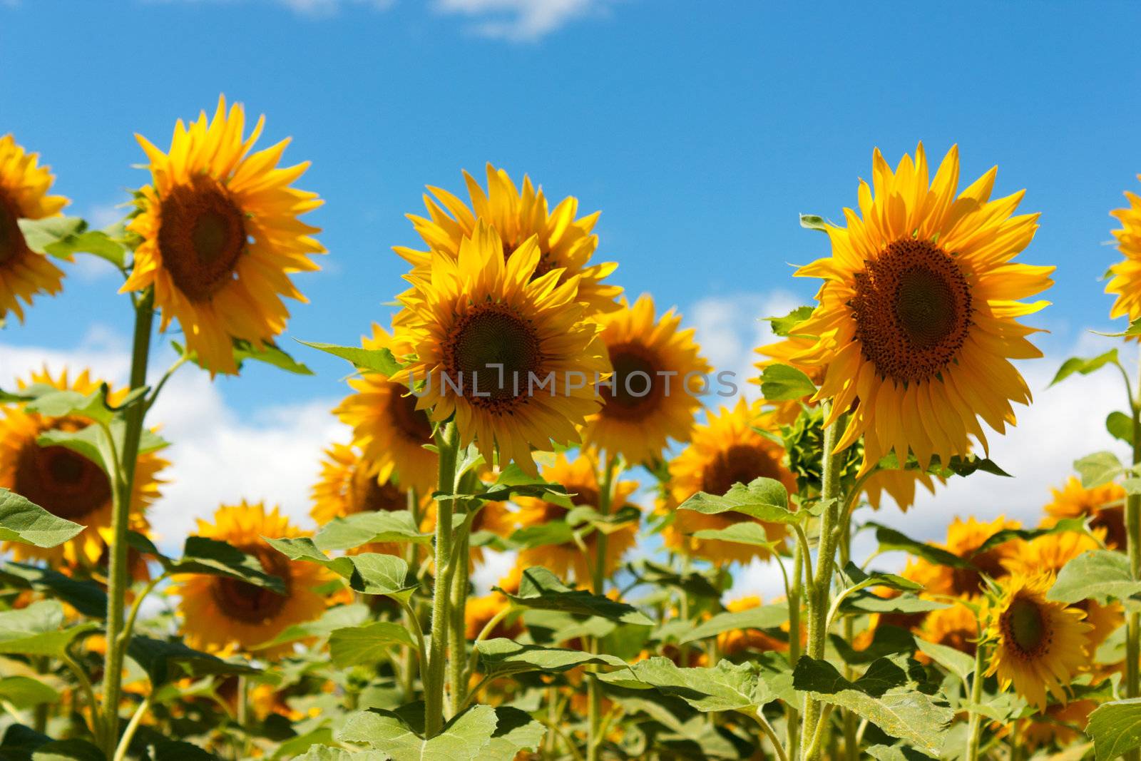 Sunflowers by TristanBM