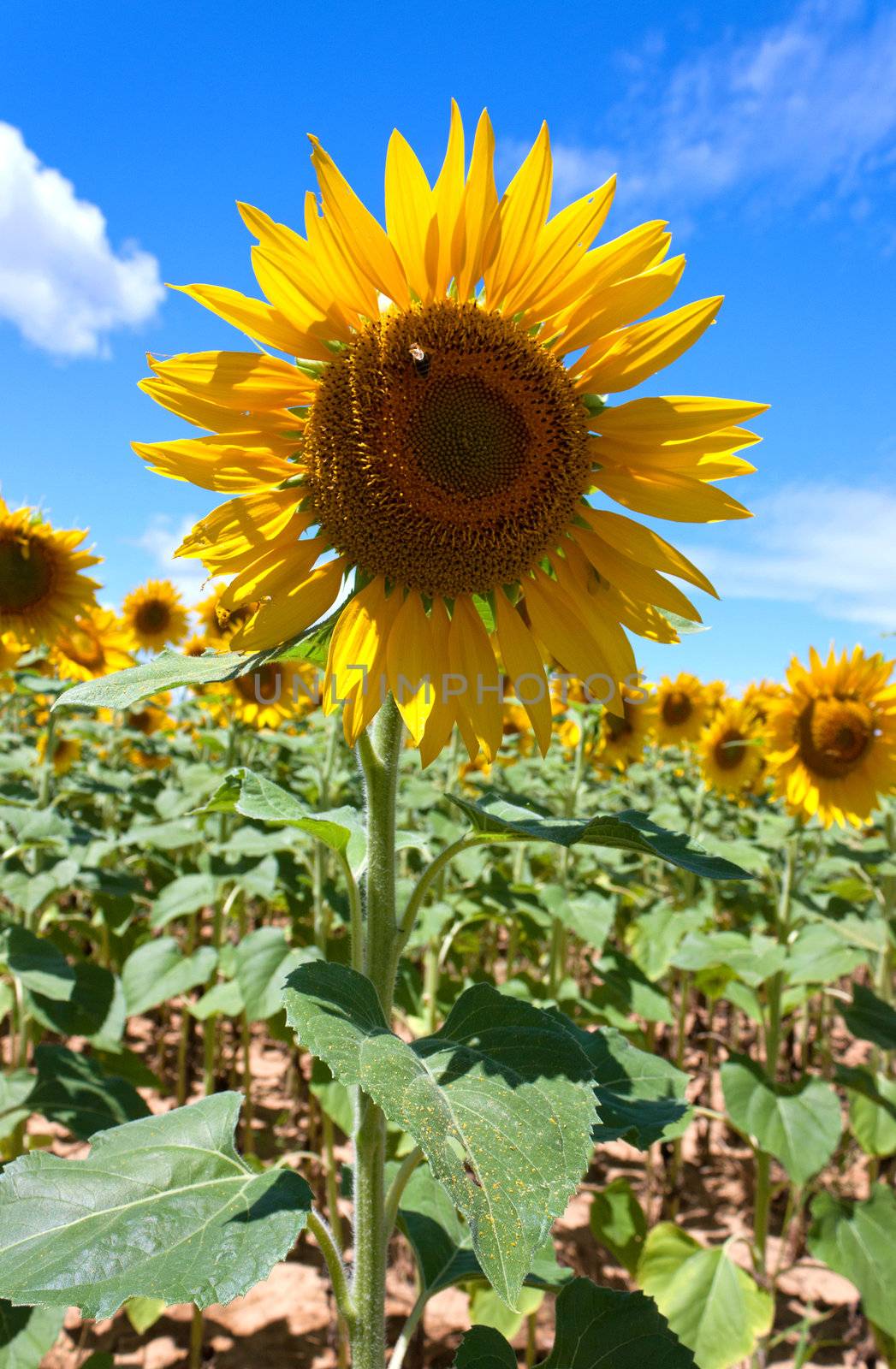 field of sunflowers under a July sun