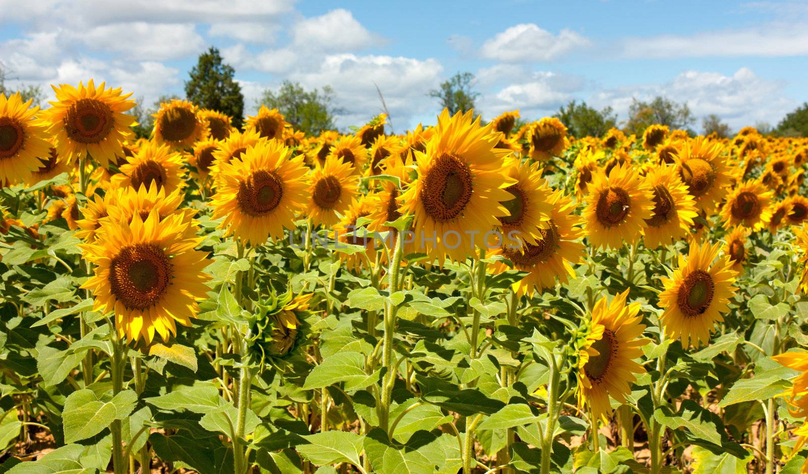 field of sunflowers under a July sun