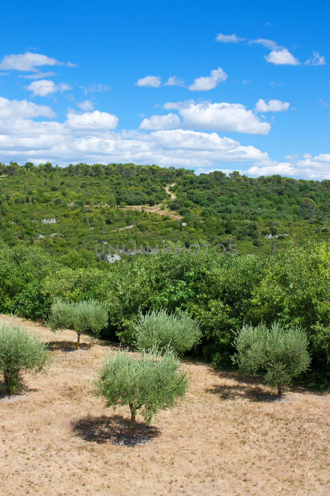 Landscape of Provence in South of France by TristanBM