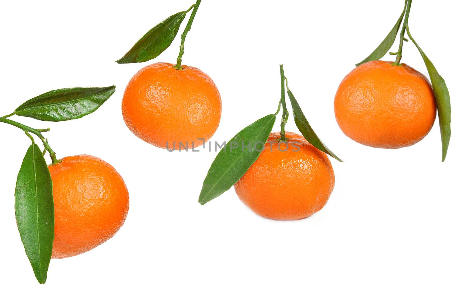 fresh tangerine fruits with green leaves on white background