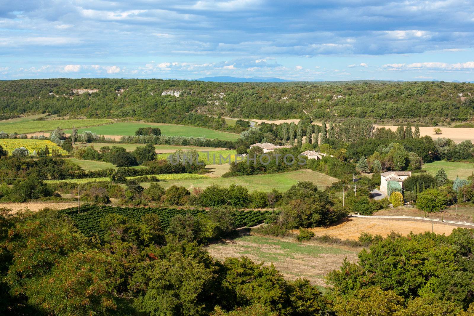 Landscape of Provence in South of France with olive trees