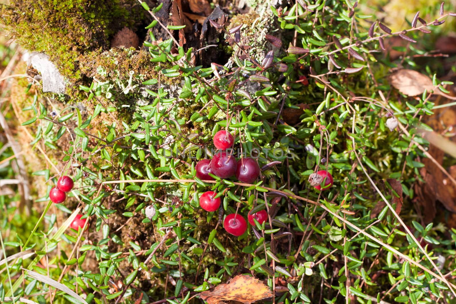 We see fresh cranberries on the ground in forest