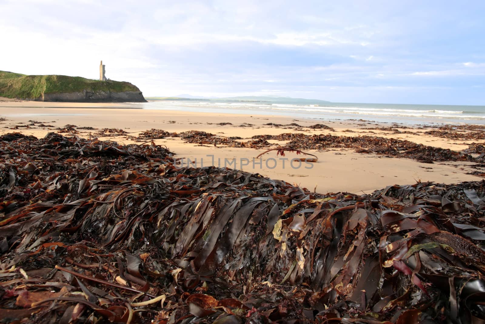 a view of the beach in ballybunion co kerry ireland with abundance of seaweed after a storm