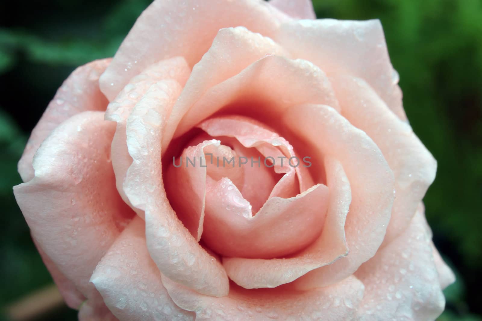 dew drop pink rose by morrbyte