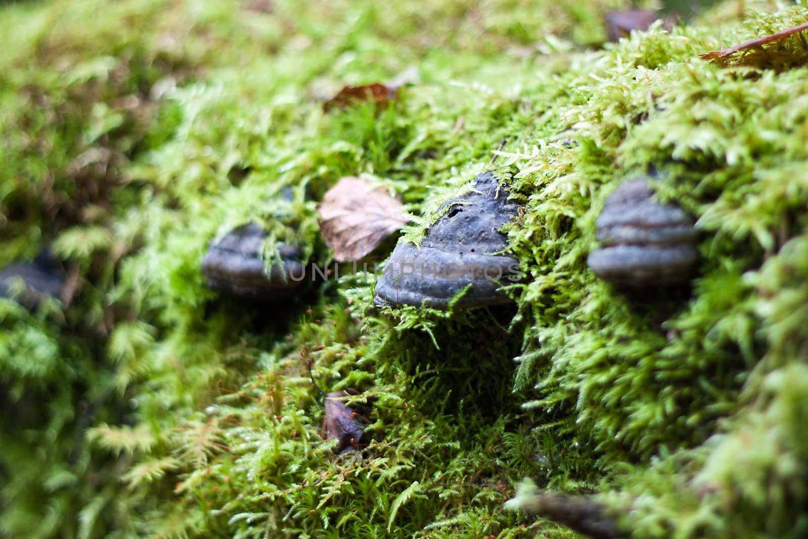 We see Background of green moss with small birch fungus