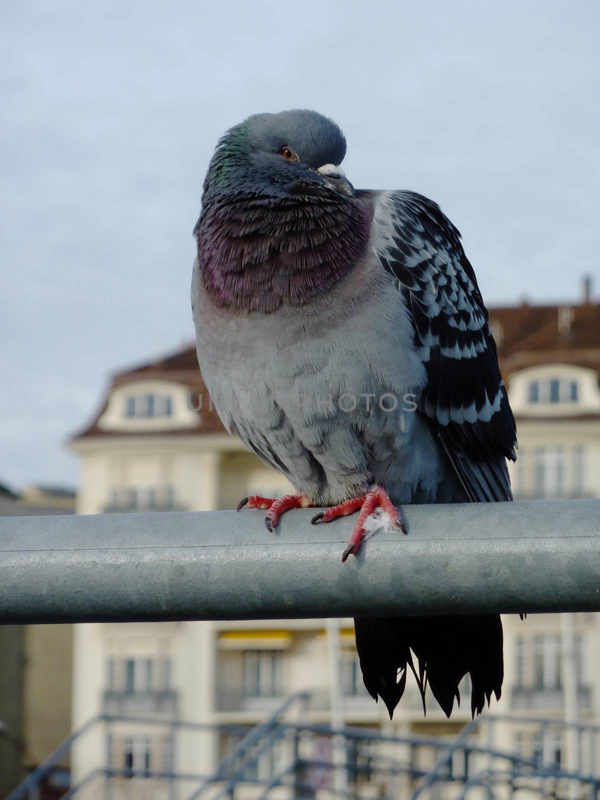 Pigeon in the city standing on a metallic bar, looking at the photographer and with building behind