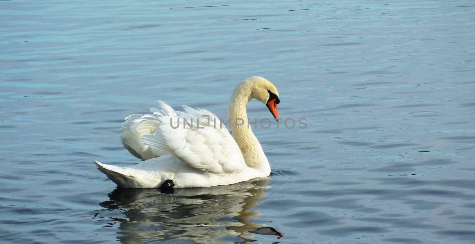 White swan by Elenaphotos21