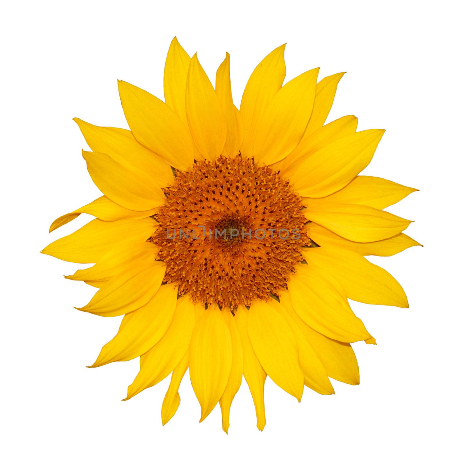Colorful single sunflower isolated on white background.