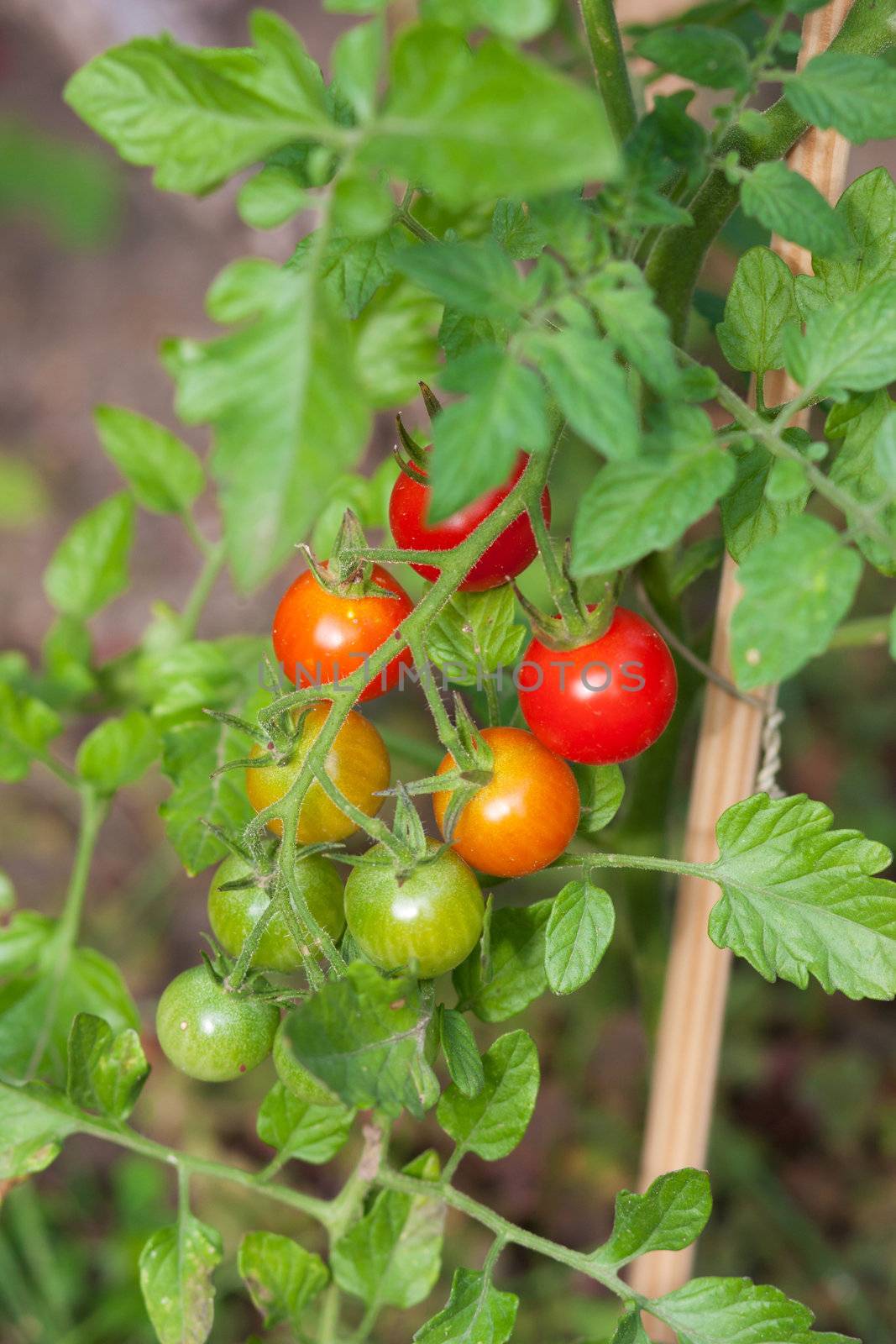 Cluster of cherry tomatoes on the branch
