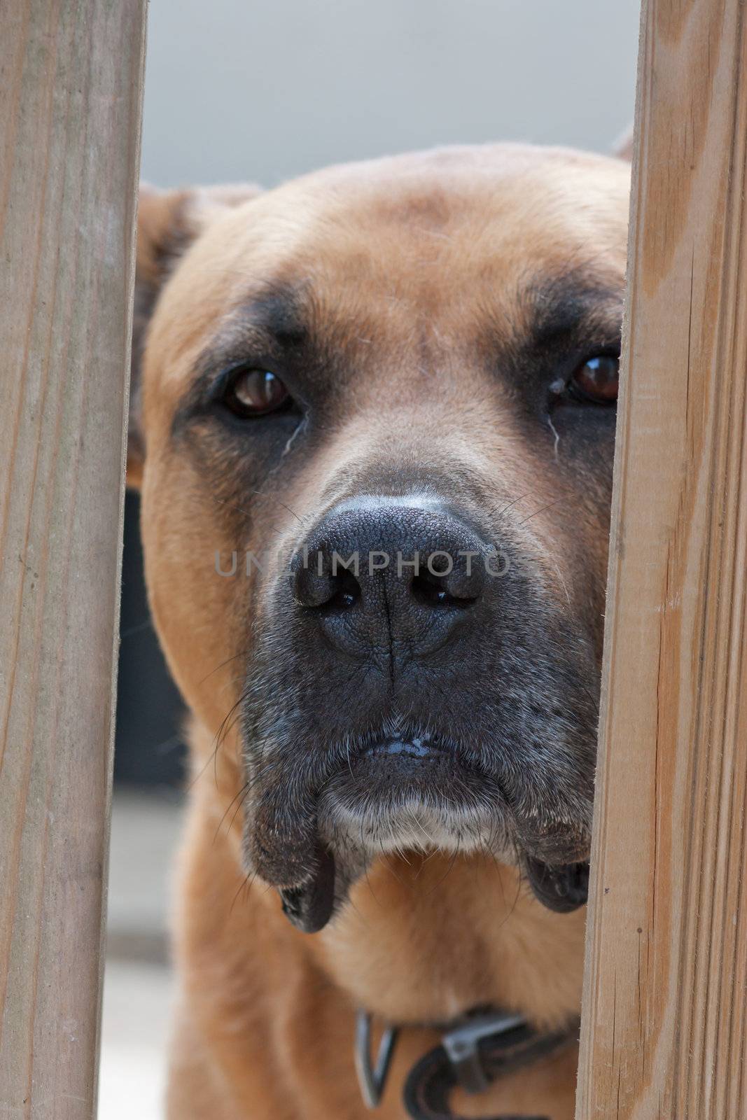 Dog keeping his house behind a fence