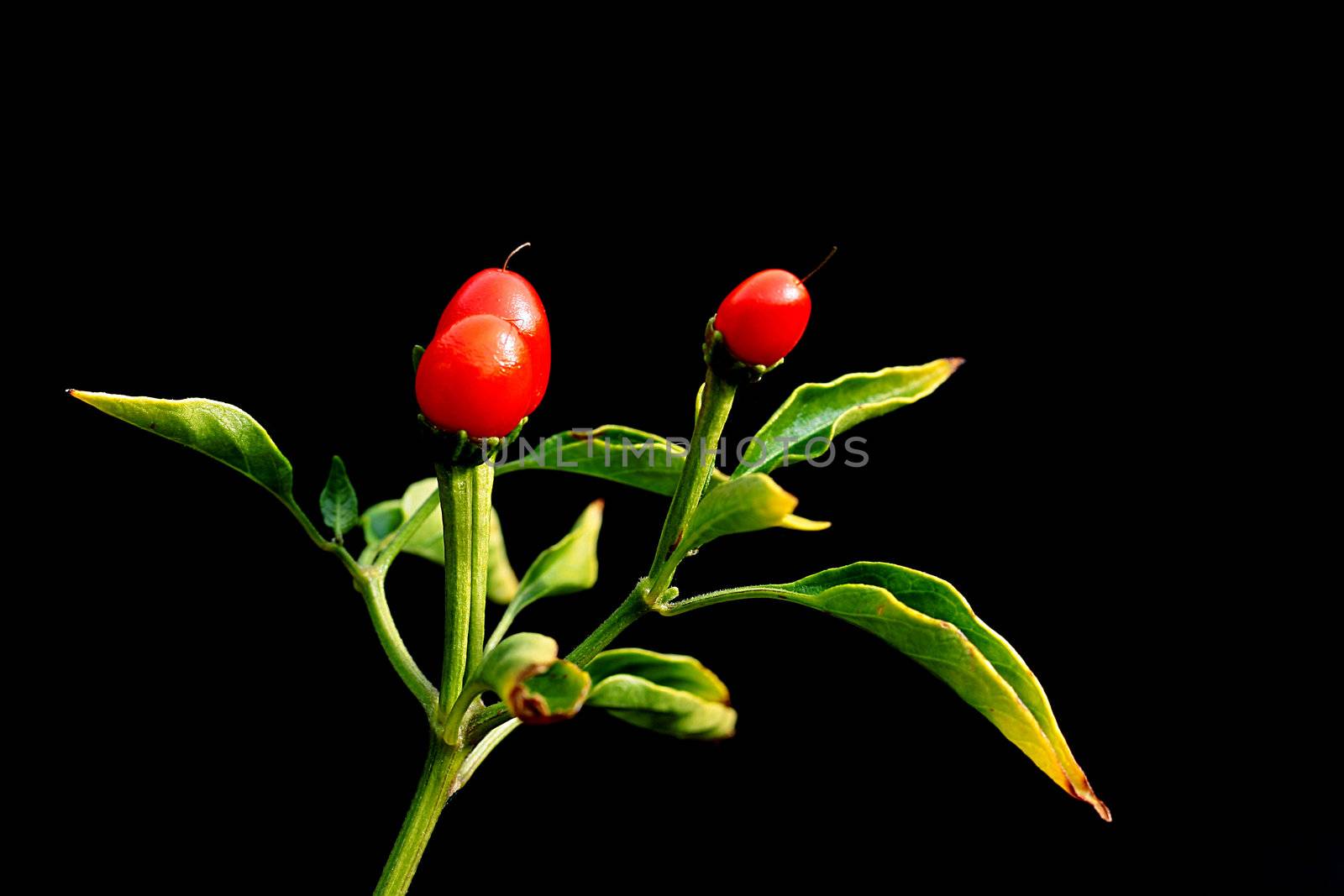 Ornamental plant with bright red berries. It is used in registration and gardening of personal plots.