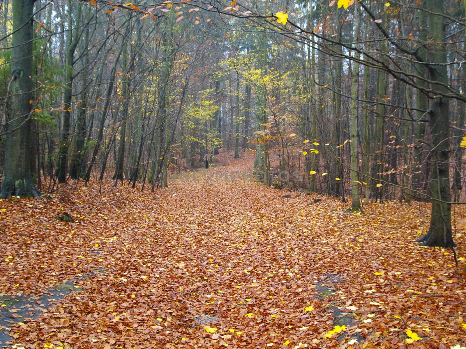 Colorful forest in Autumn time - Polish mountain.